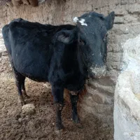 گاو هلشتاین پر شیر