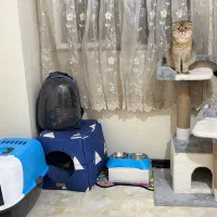 واگذاری گربه اسکاتیش بلک گلد