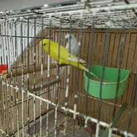 جفت مرغ عشق