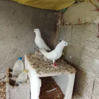 کبوتر کاکلی پا پر