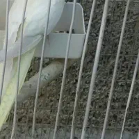 عروس لوتینوو