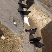 کبوتر|پرنده|دهدشت, |دیوار