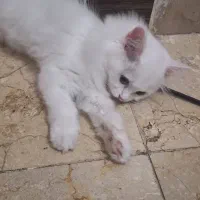 گربه|گربه|تهران, نازی‌آباد|دیوار