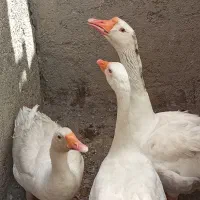 فروش ۳عدد غاز دوتا ماده ویک نر