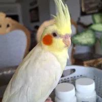 طوطی