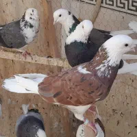 کبوتر شازده و ابلغ