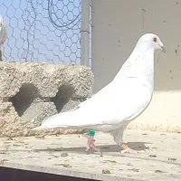 الماسی ماده به ضمانت بدون عیب سفیدبرف
