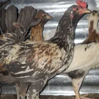 جوجه گلین و مرغ گلین