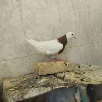 کبوتر طوقی