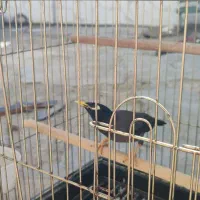 مینا دستی سخنگو