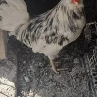 ۹تا خروس گلین