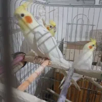چند جفت عروس هلندی