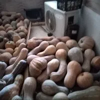 کدو حلوایی