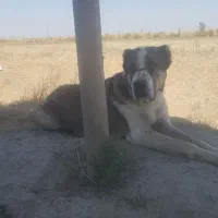 ماده آلابای ترکمن