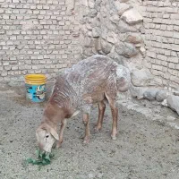 بره چاق فروشی