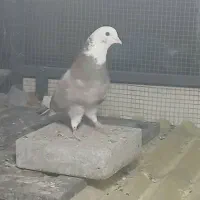 شازده هما سرور