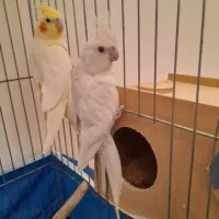 کارداده آلبینو