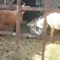 بره ماده