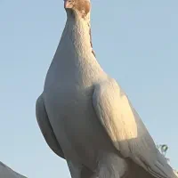 کبوتر پلنگ زرد نر قواره دار درشت جوان