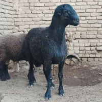 فروش بره هترو وبزغاله