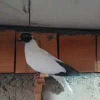کبوتر