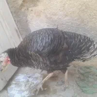 خروس و بوقلمون