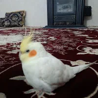 گمشده عروس هلندی