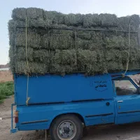 خرید و فروش یونجه