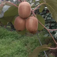 فروش کیوی هایوارد طلایی