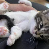 واگذاری ۲عدد بچه گربه نر