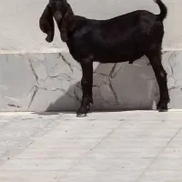 کهره‌‌نرمری‌
