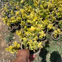 خدمات کاش و عرضه شمشاد طلایی ۴۵