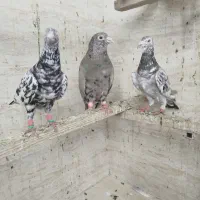 کبوتر