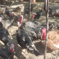 بوقلمون نر و ماده