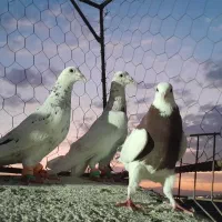 خارا سرخ