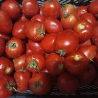 گوجه