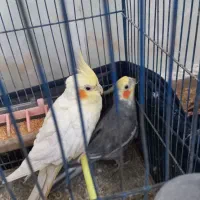 عروس هلندی نرو ماده وسهره خاکی ومینا