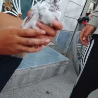 تصتصتصتصت