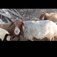 قوچ شاسی بلند دوقلو زا