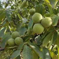 خورشید نهال بزرگترین تولیدکننده نهال