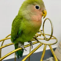 طوطی برزیلی یا کوتوله