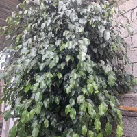 بنجامین 9 ساله