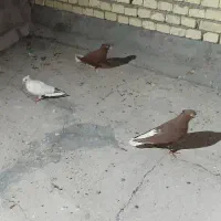 ۵ عدد کبوتر رنگی