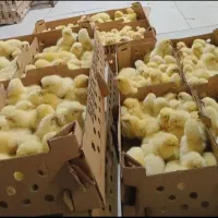 جوجه گوشتی راس 308