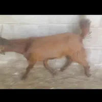 سلام یک کهره نر