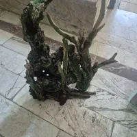 معاوضه با طوطی راهب