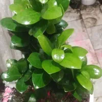 گل و  گلداان100