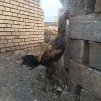 لاری|حیوانات مزرعه|مشهد, رباط طرق|دیوار