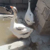 قاز|حیوانات مزرعه|دهگلان, |دیوار