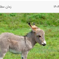 الاغ وکره تازه زاییده فروشی روزی